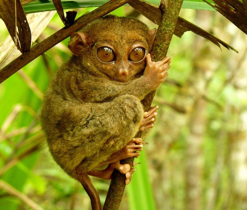 Tarsier monkeys bohol travel blog bohol travel guide bohol activities things to do in bohol island