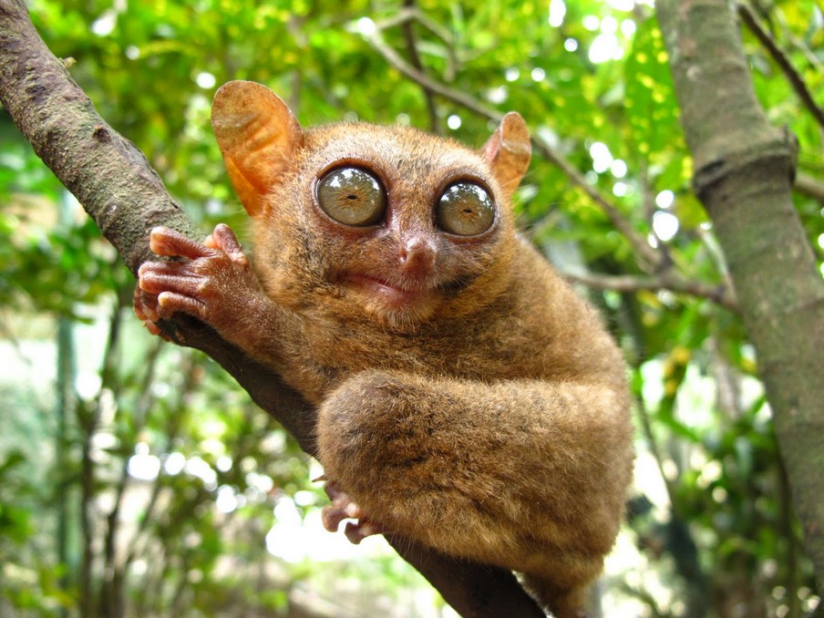 Tarsier monkeys
