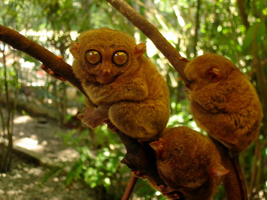 Tarsier monkeys3