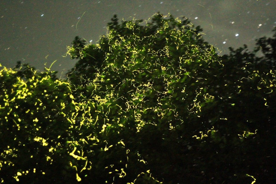 fireflies locboc river1