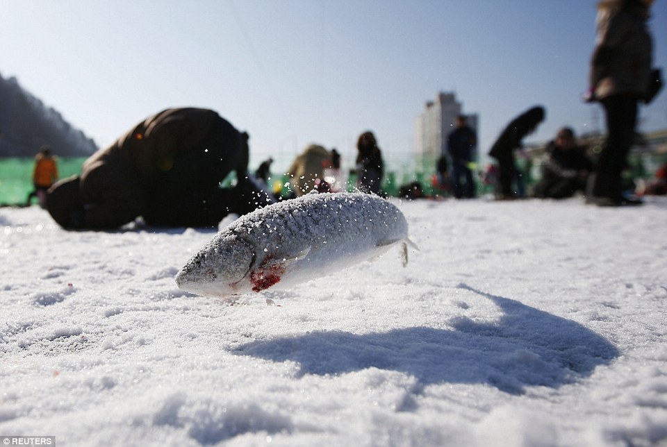 go fishing-in-winter-korea3