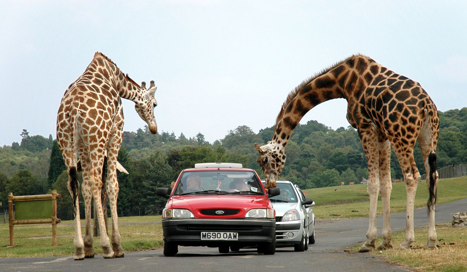 Pattaya giraffe