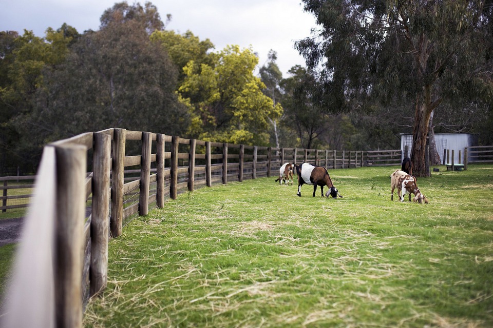 Collingwood Children's Farm goats