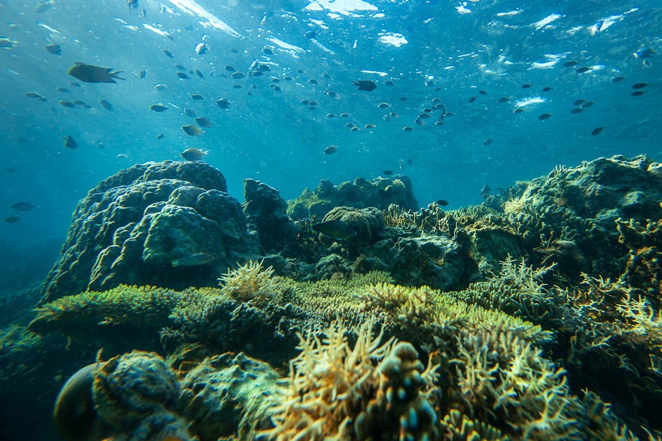 coral in coron island-philippines1