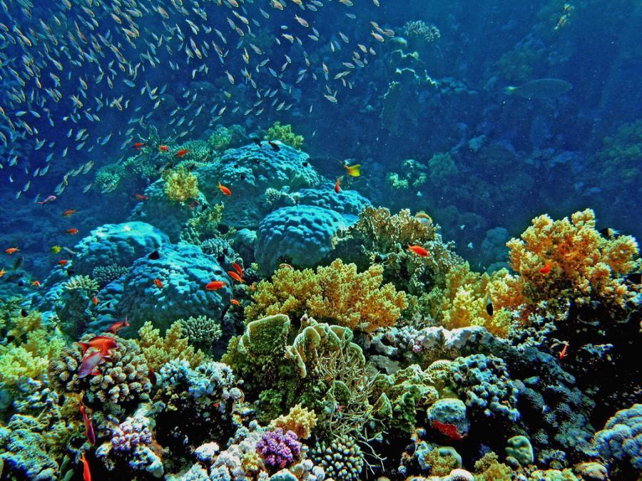 coral in coron island-philippines2