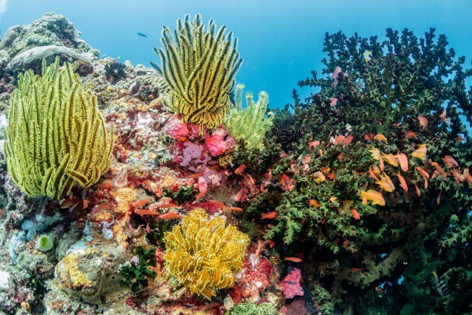 coral in el nido island-philippines1 Picture: El Nido vs Coron Palawan blog.