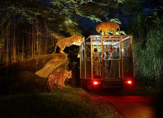 night safari singapore review singapore night safari tips night safari singapore itinerary 3