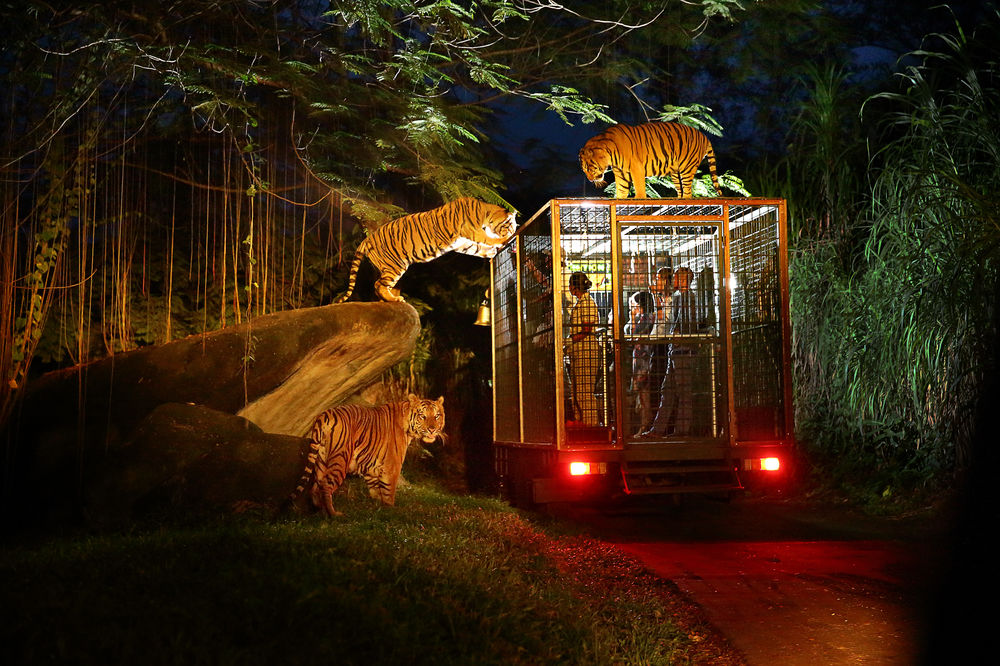 night safari singapore review singapore night safari tips night safari singapore itinerary 3