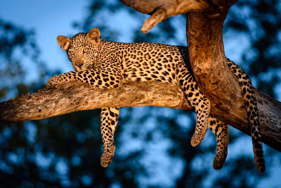 night-safari-singapore-tours4
