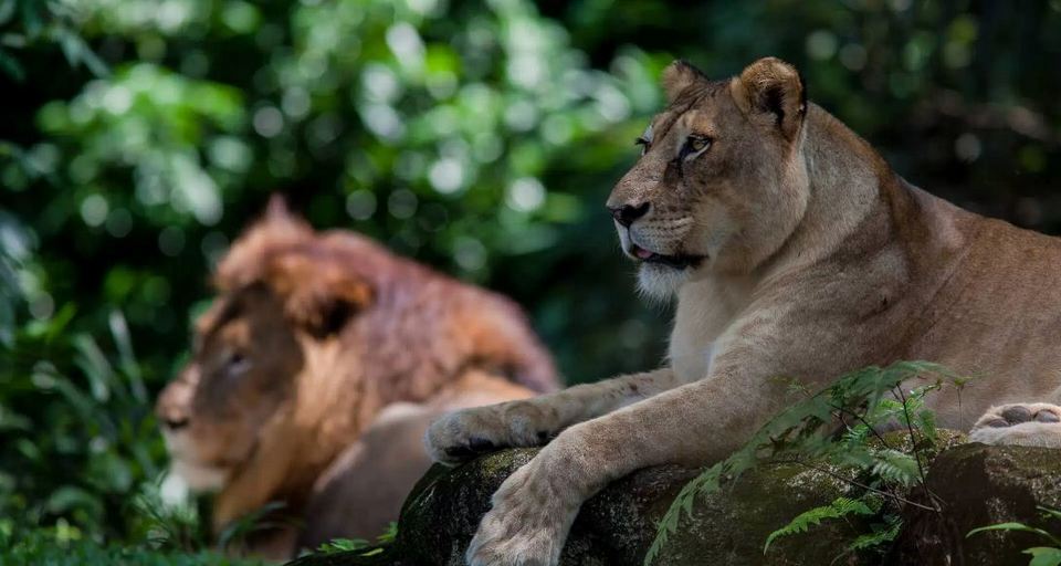night-safari-singapore-tours5 night safari singapore review singapore night safari tips night safari singapore itinerary