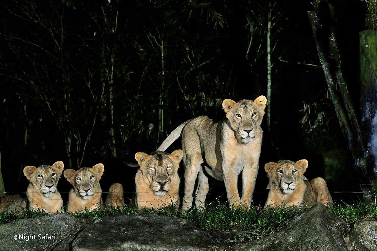 singapore-night-safari-6