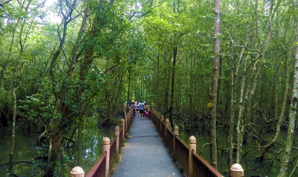 mangrove-langkawi-tours2