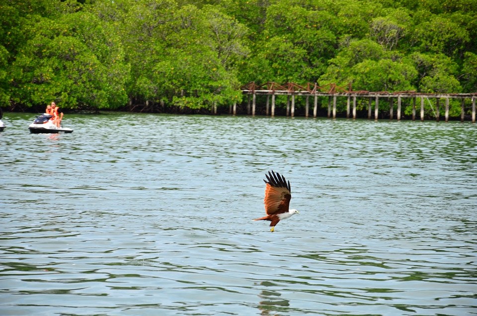 pulau-singa-besar-langkawi-tours2