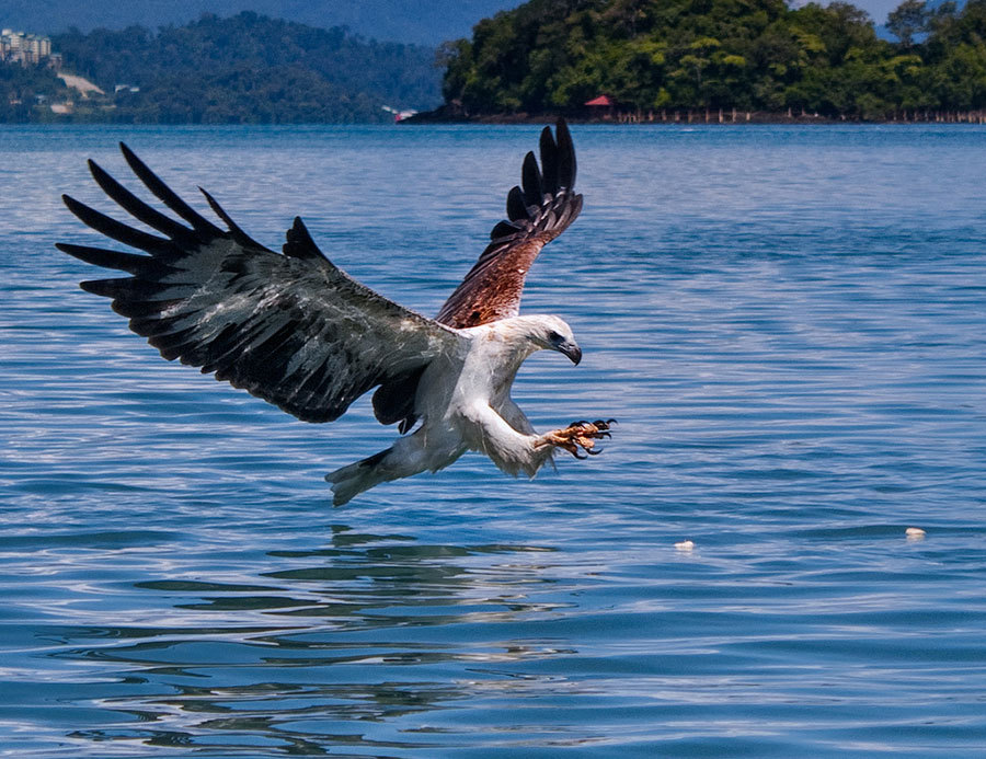 pulau-singa-besar-langkawi-tours3