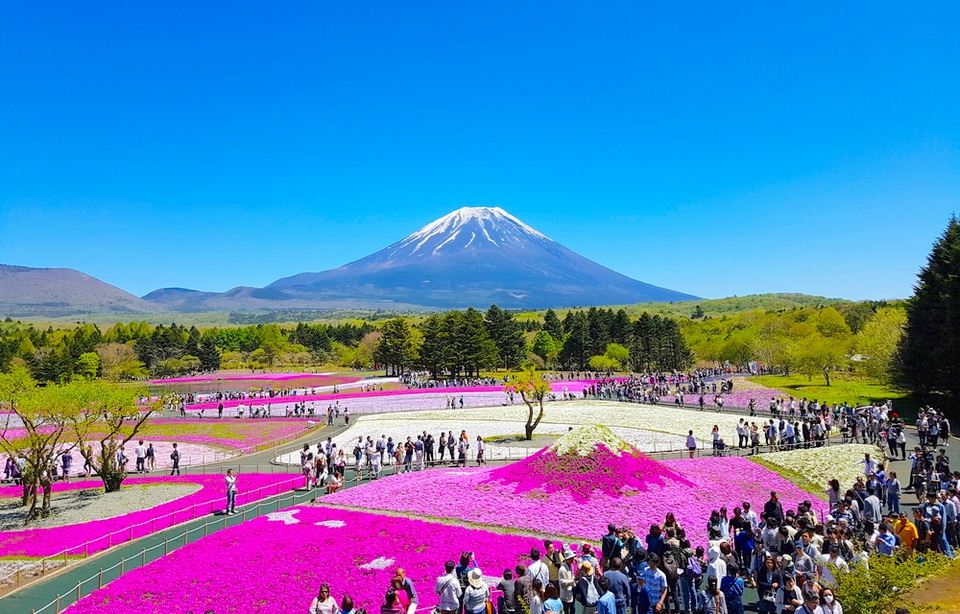 spring in mt fuji