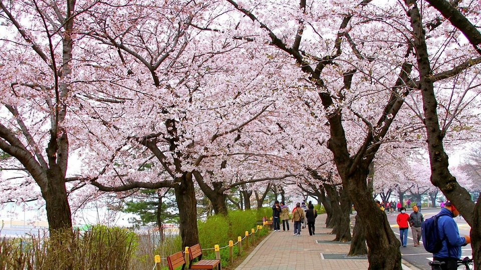 Seoul Travel