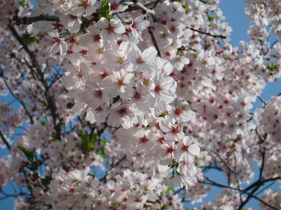 All Abloom at the Jinhae Gunhangje Festival