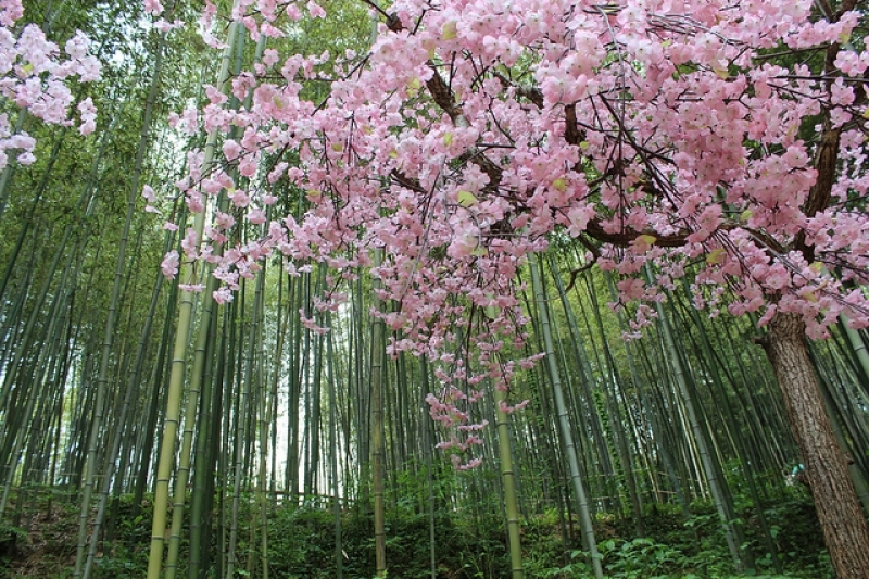 Bamboo Forest, Juknokwon