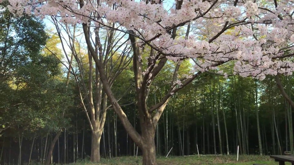 Bamboo Forest, Juknokwon2