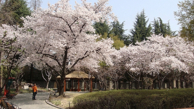 Cherry blossom spots in Daegu