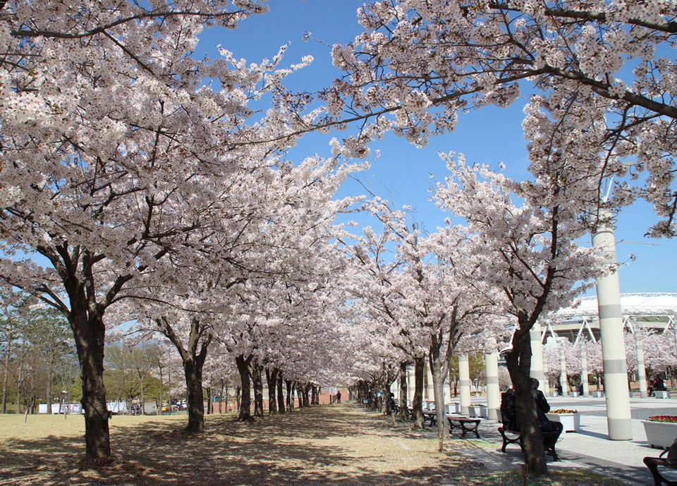 Jijeo-dong Cherry Blossom Tunnel