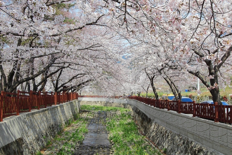 Jinhae Gunhangje Cherry Blossom Festival, Jinhae