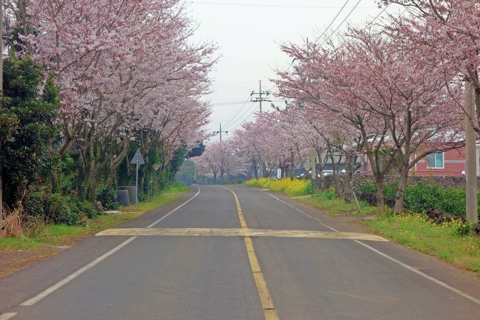 Sakura trees lined road at Jeju City