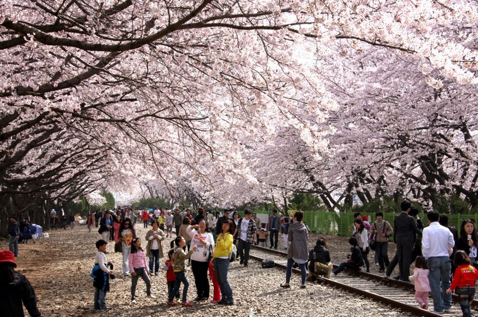 Seokchon Lake Cherry Blossom Festival