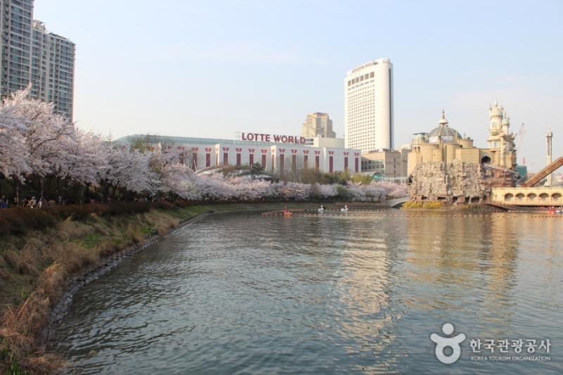Seokchon Lake Cherry Blossom Festival cherry blossom in korea 2018 forecast korea cherry blossom 2018 forecast