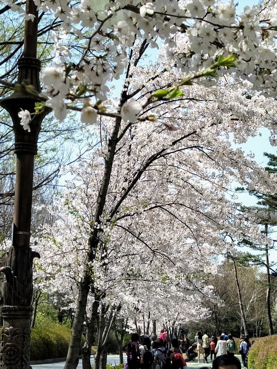 Yeouido Spring Flower Festival, Yeouiseoro Street seoul (1)