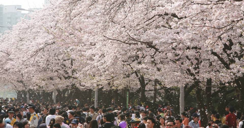 Yeouido Spring Flower Festival, Yeouiseoro Street seoul (1)