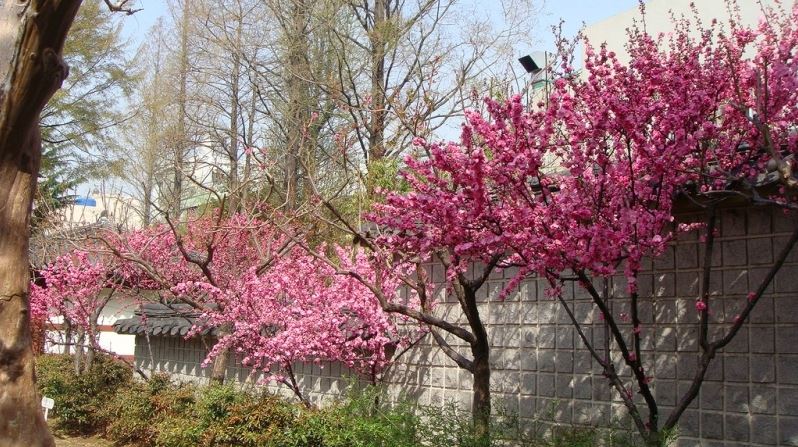 cherry blossom in korea 2019 forecast, korea cherry blossom 2019 forecast, south korea cherry blossom 2019 forecast (1)