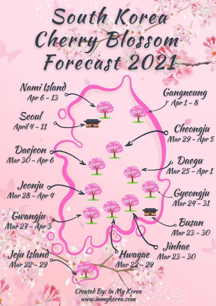 cherry blossom south korea 2022-graphic