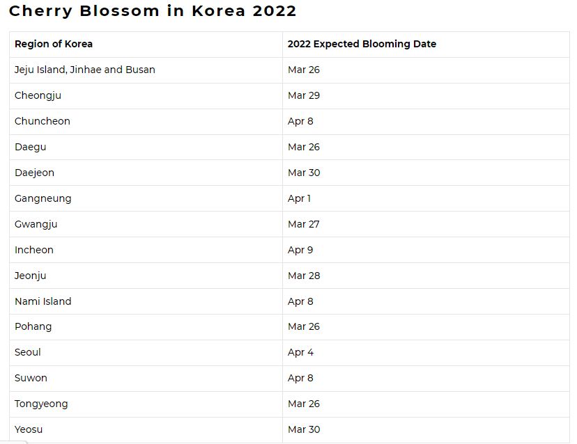 cherry blossom south korea 2022