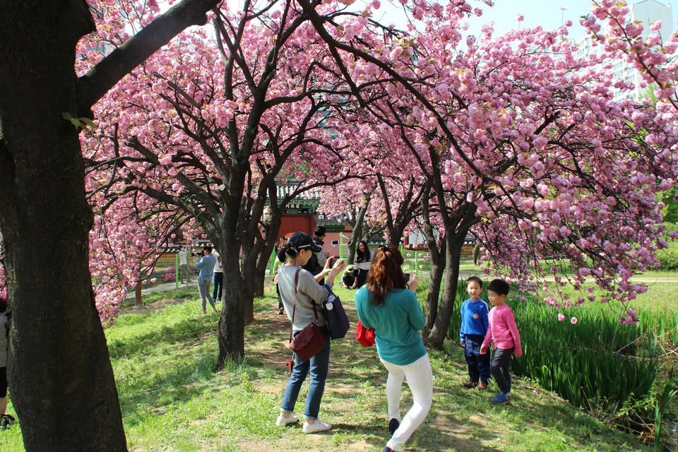 cherry blossom spots in Daegu2