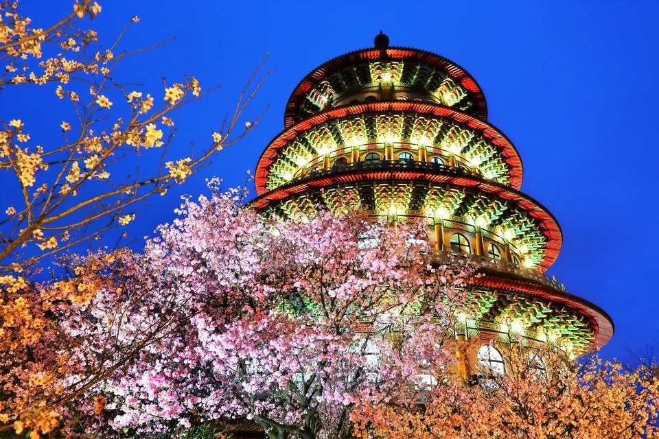 Wuji Tianyuan Temple cherry blossoms (3)