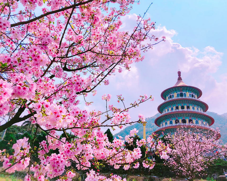 Wuji Tianyuan Temple cherry blossoms (5)