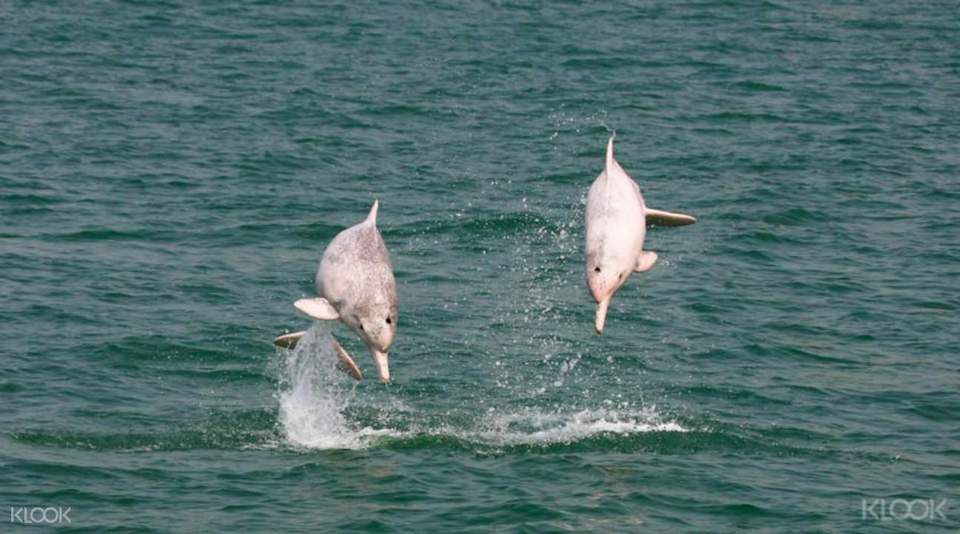 Indo-Pacific Humpback Dolphins