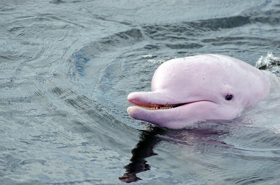 Indo-Pacific Humpback Dolphins unique things to do in hong kong hong kong hidden gems hong kong unique experiences