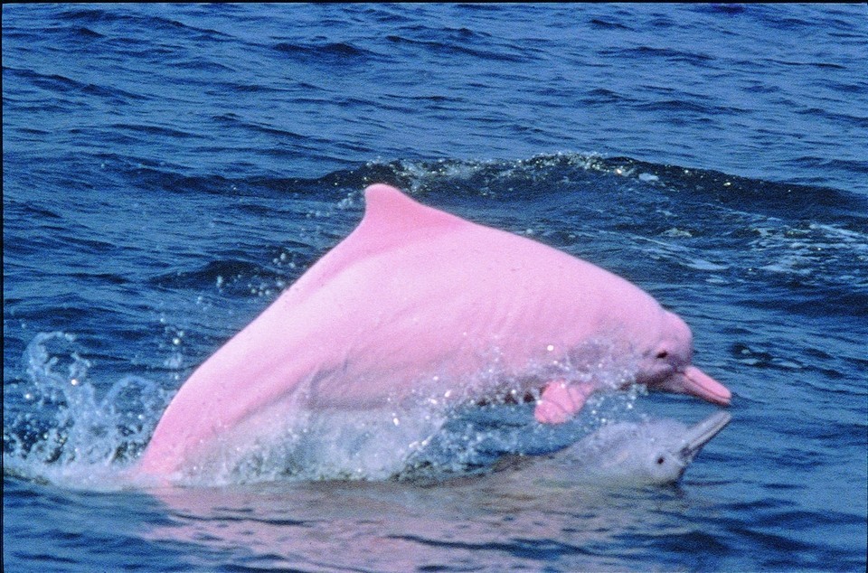 Indo-Pacific Humpback Dolphins