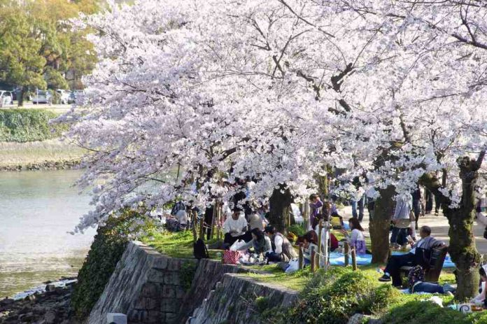 Hiroshima Peace Memorial Park cherry blossom
