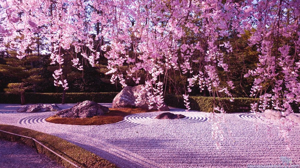 Cherry blossoms in Ryōan-ji Temple.