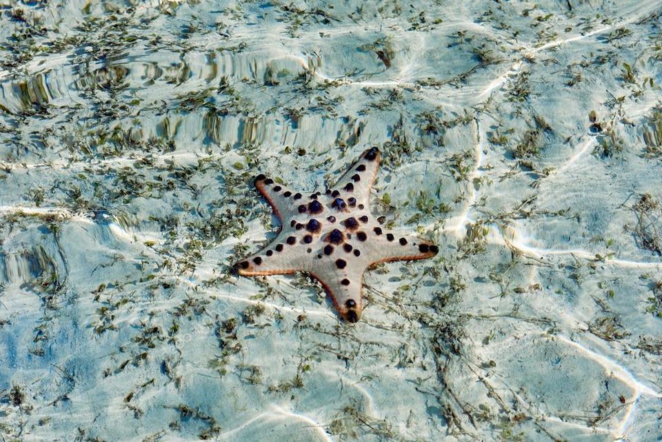 starfish-palawan-philippines