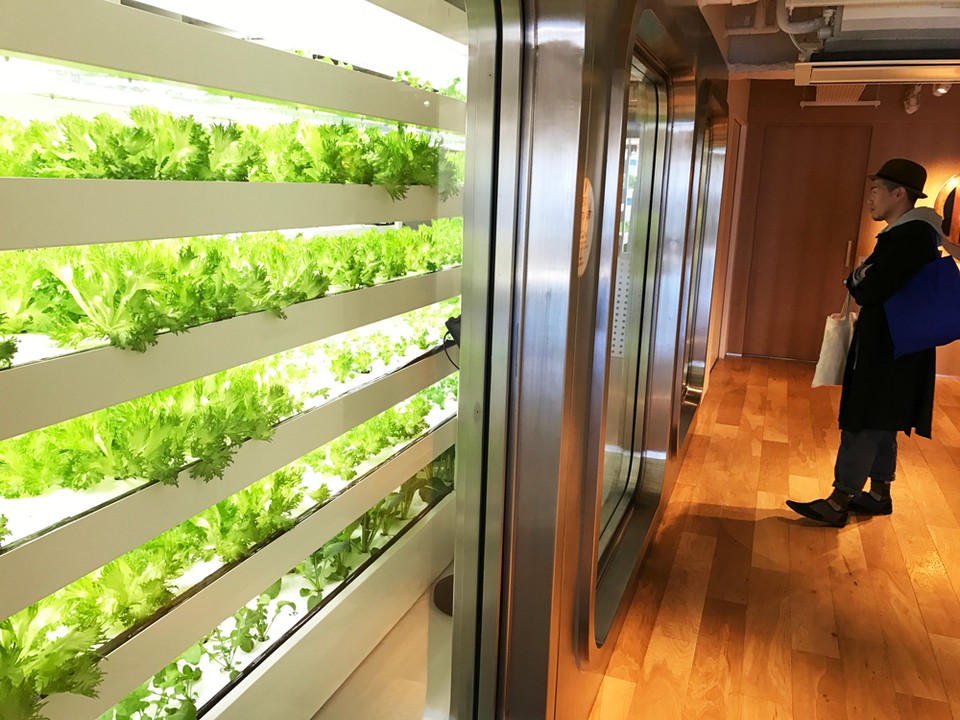 Cafe Stylo Itoya 12th Floor Itoya indoor organic farm