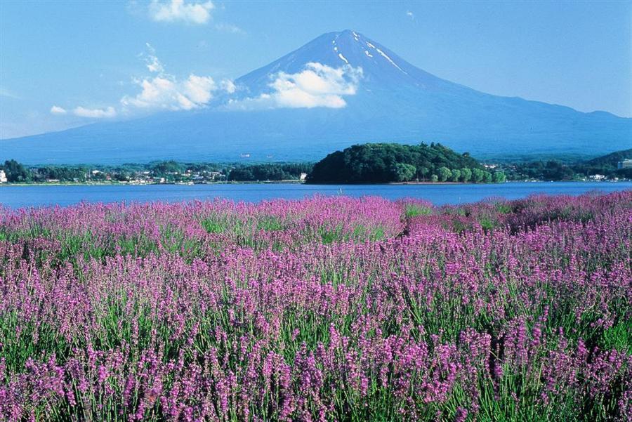 Kawaguchi lake-fuji-japan1