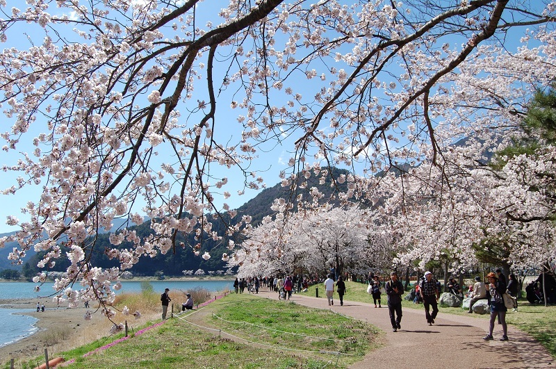 Kawaguchi lake-fuji-japan8