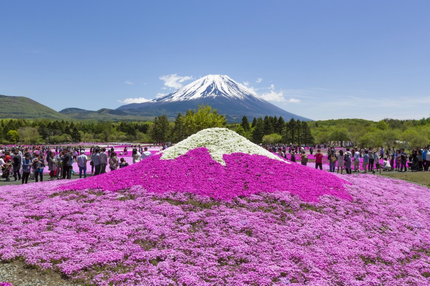 Fuji Shibazakura Cherry Blossom Festival-