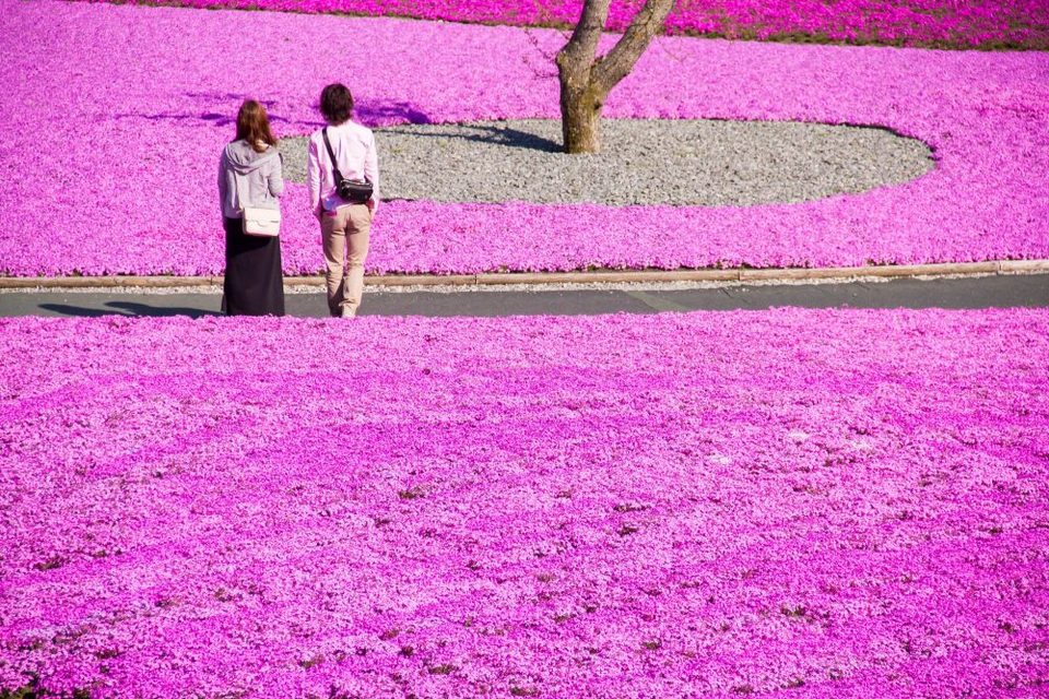 Fuji Shibazakura Cherry Blossom Festival-fuji-japan4