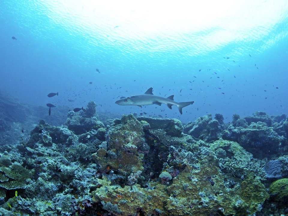 Sipadan Island 2