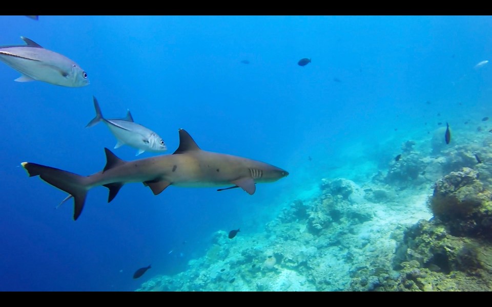 Sipadan Island